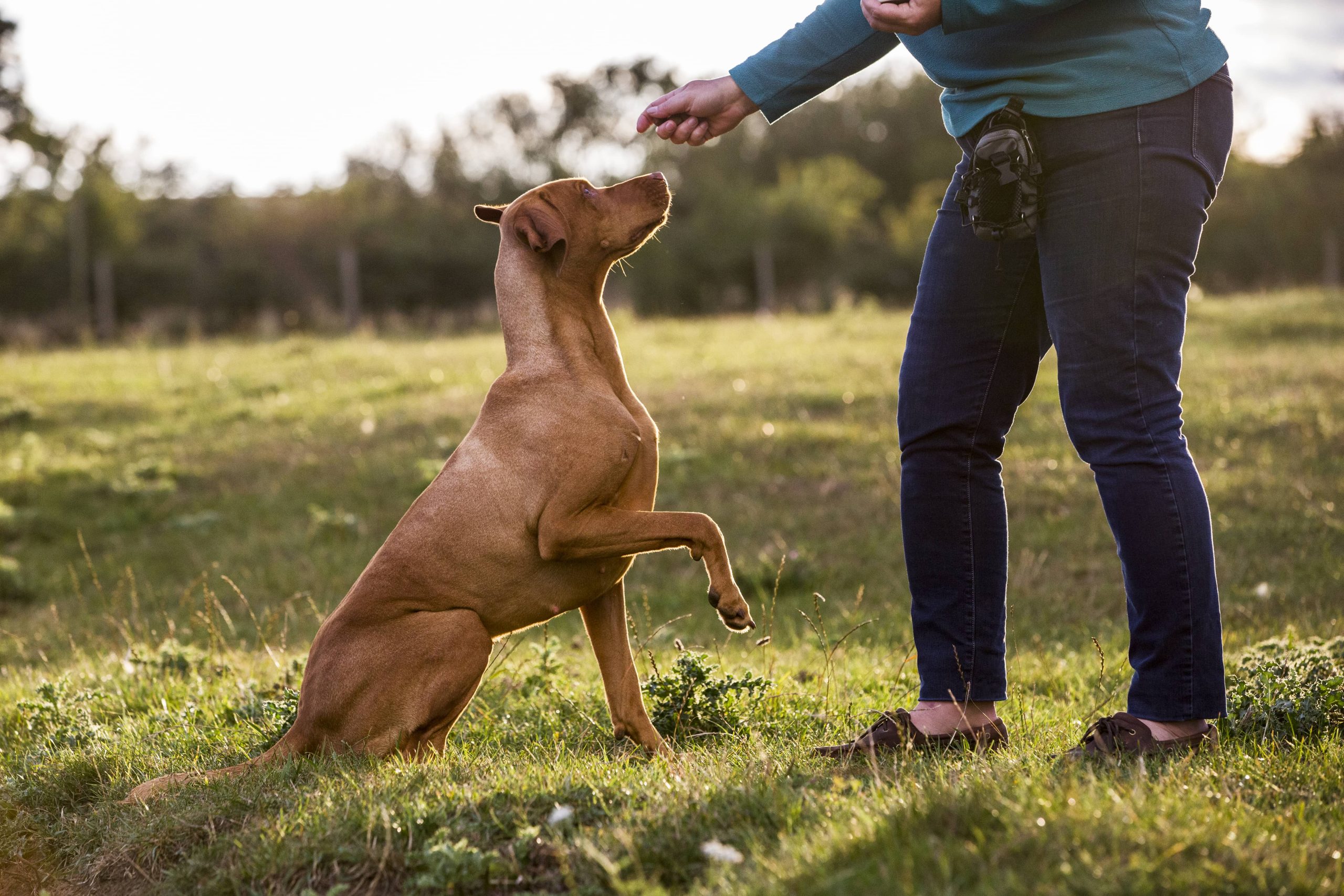 Ein stilvolles Hundehäuschen für Ihren Garten bauen